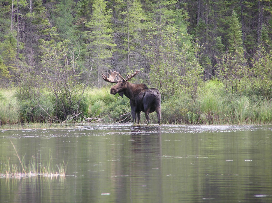 Wabakimi Canoe Trip 07 013